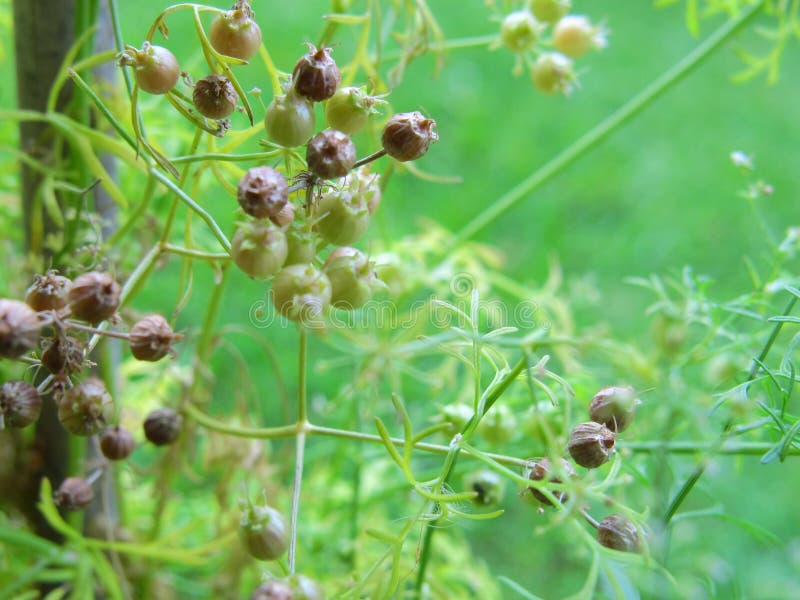Coriander Seeds For Planting