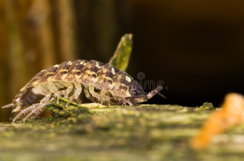 Macro Cow Bug on Mossy Log royalty free stock image Macro Cow Bug on Mossy Log royalty free stock image