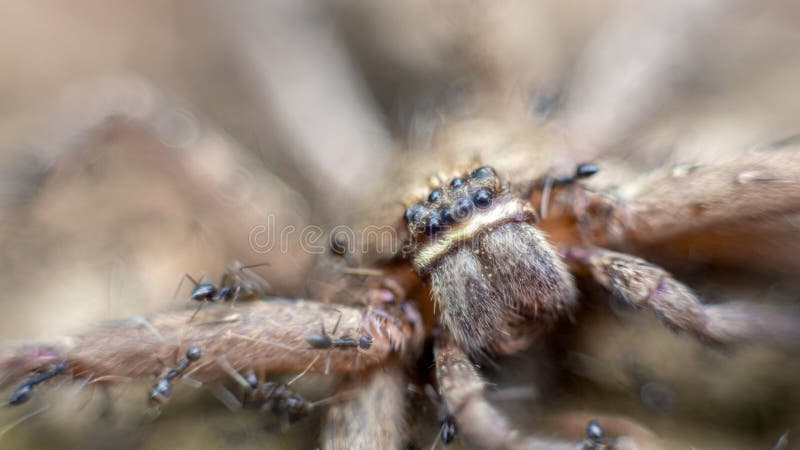 Macro d'un groupe de fourmis attaquant et mangeant une araignée de crabe géant photos stock Macro d'un groupe de fourmis attaquant et mangeant une araignée de crabe géant photos stock
