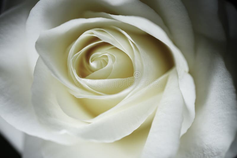 Macro d'une rose blanche image stock. Image du inscription - 206327625