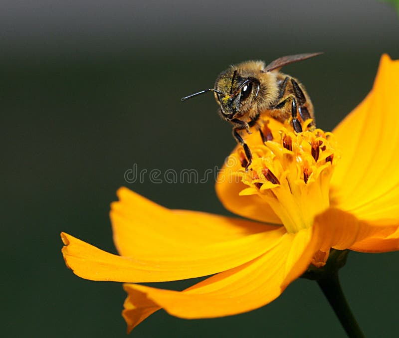 Macro da abelha do mel