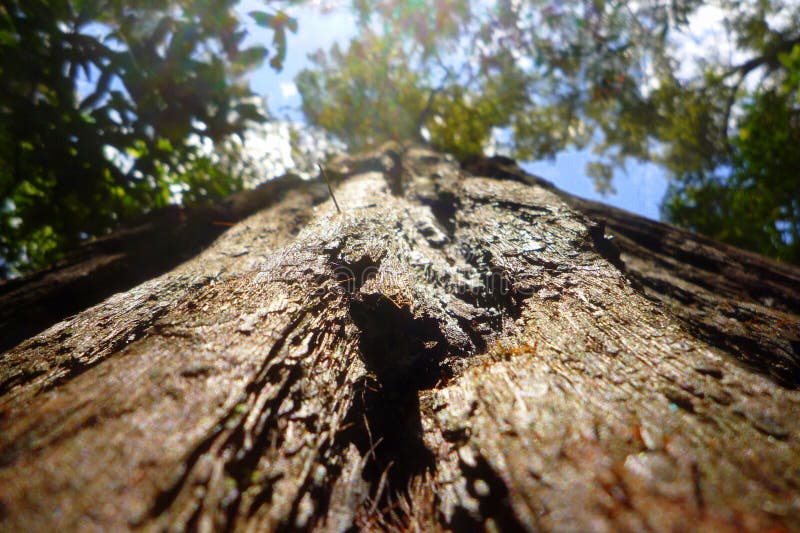 Macro upshot of tree bark with canopy above. Macro upshot of tree bark with canopy above.