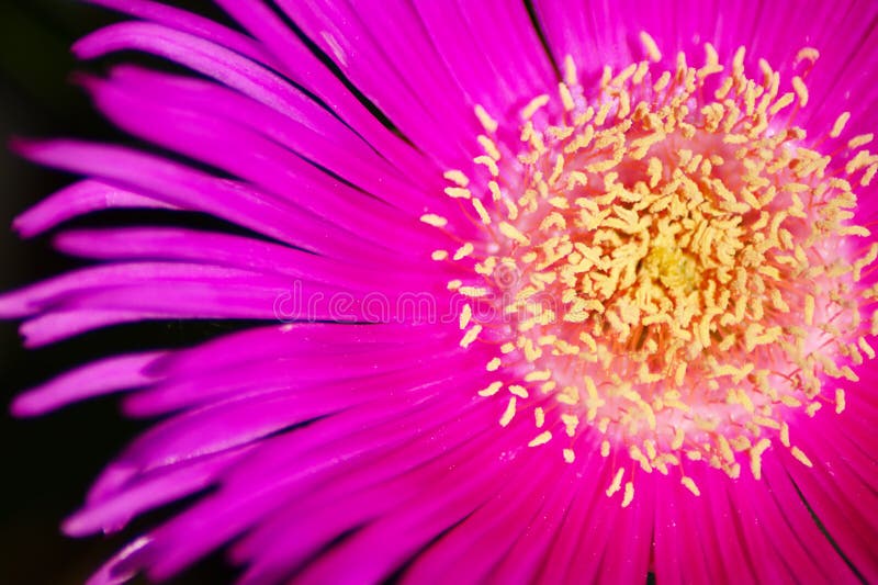 Macro da flor imagens de stock royalty free Macro da flor imagens de stock royalty free