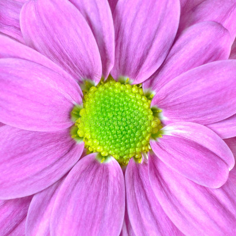 Macro de uma dália rosa com centro verde-limão fotos de stock royalty free