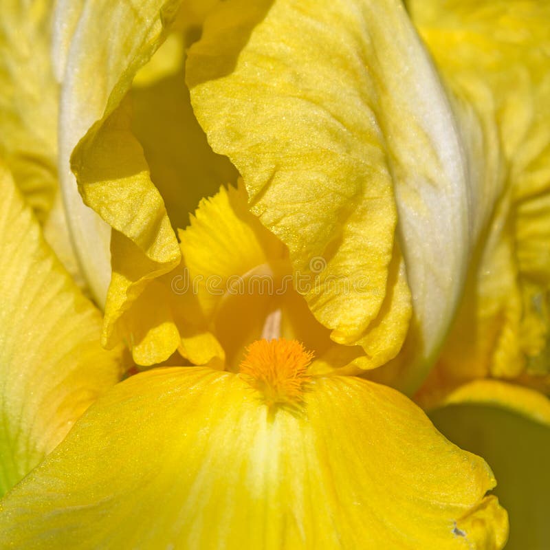 Macro da flor da íris amarela fotografia de stock royalty free Macro da flor da íris amarela fotografia de stock royalty free