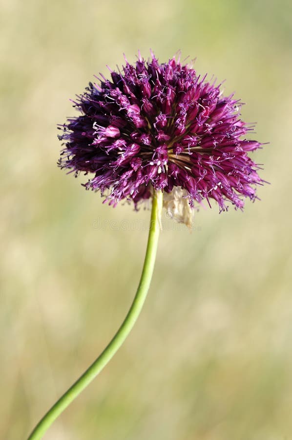 Macro da flor do alho-porro Round-headed foto de stock Macro da flor do alho-porro Round-headed foto de stock