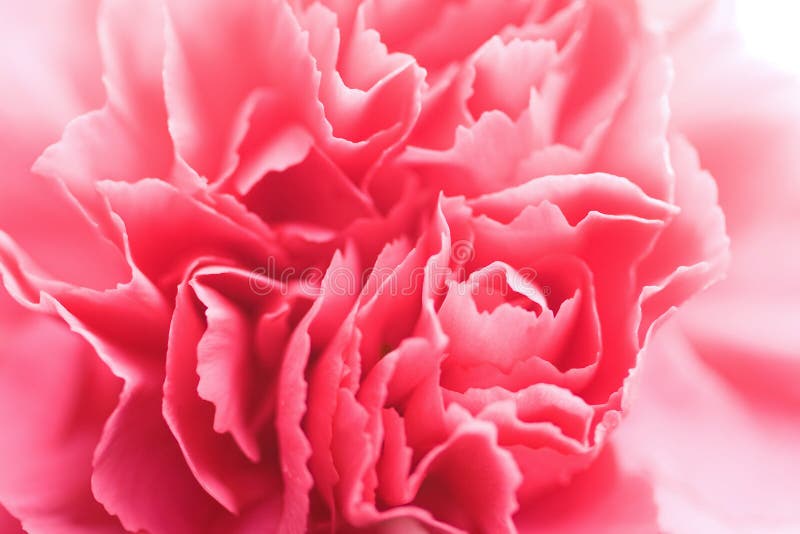 Macro of pink carnation flower. Macro of pink carnation flower