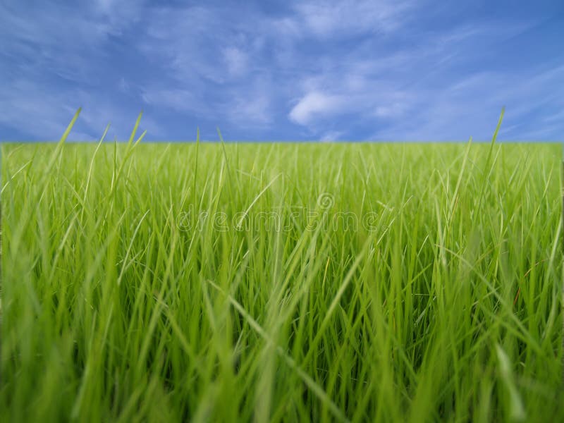 Grass macro and blue sky on background. Grass macro and blue sky on background