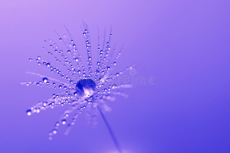 Macro dandelion seed with drops of dew or water purple color. Beautiful art image, selective focus. Space for text. Season stock photo image stock images, royalty-free photos and pictures