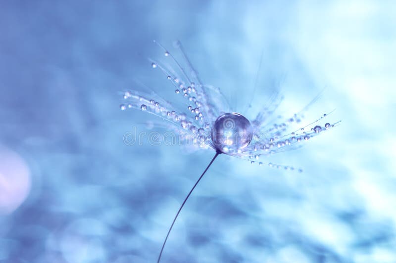 Macro of dandelion with water drops. Dandelion seeds on a beautiful background with bokeh. selective soft focus