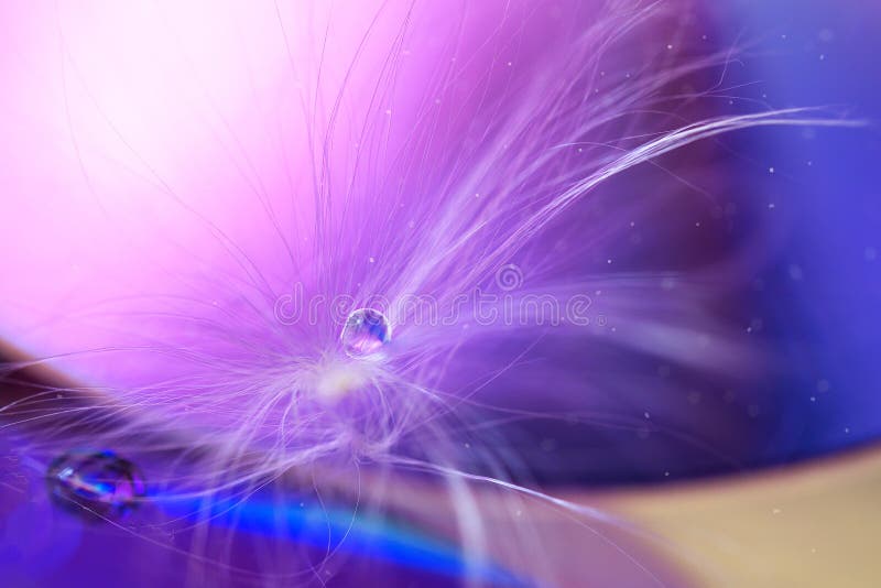 Macro dandelion with water drops on a purple background. Abstraction with a feather and a drop of water