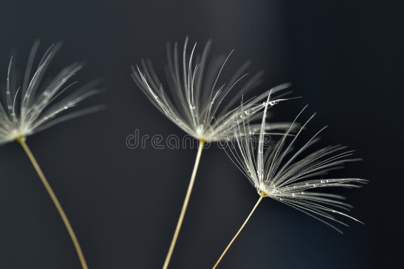 Macro of danelion seeds with water drops royalty free stock images Macro of danelion seeds with water drops royalty free stock images
