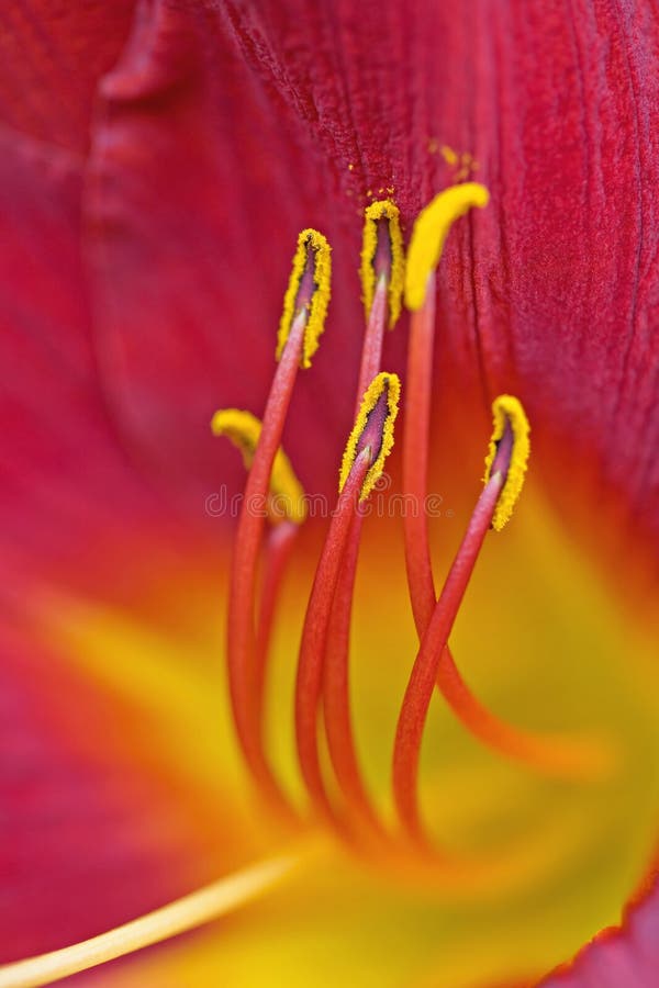 Macro di un Giglio di Giorno.