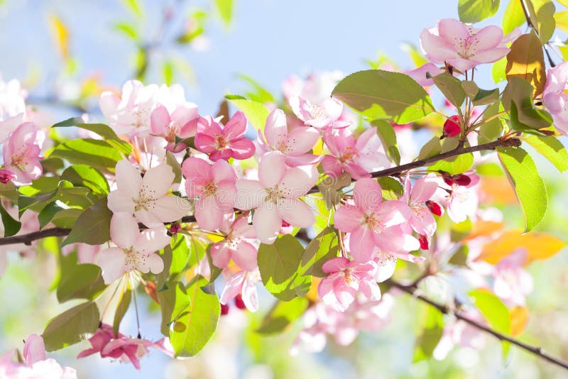 Macro de boomtak van de menings tot bloei komende appel in de lentetuin Mooie roze bloemblaadjesbloemen op zachte vage offerte bo royalty-vrije stock afbeelding Macro de boomtak van de menings tot bloei komende appel in de lentetuin Mooie roze bloemblaadjesbloemen op zachte vage offerte bo royalty-vrije stock afbeelding