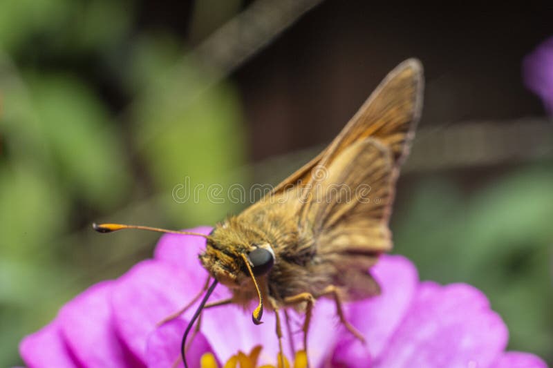 Primer plano macro de una pequeña mariposa sobre una flor imágenes de archivo libres de regalías
