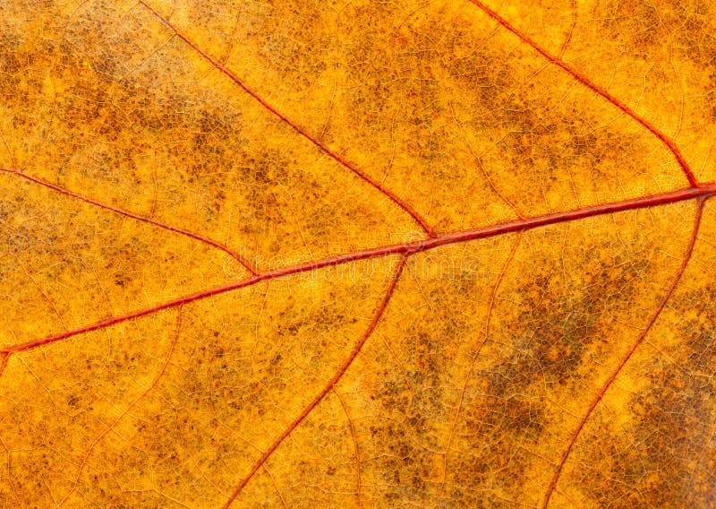 Macro de feuille morte photo libre de droits Macro de feuille morte photo libre de droits