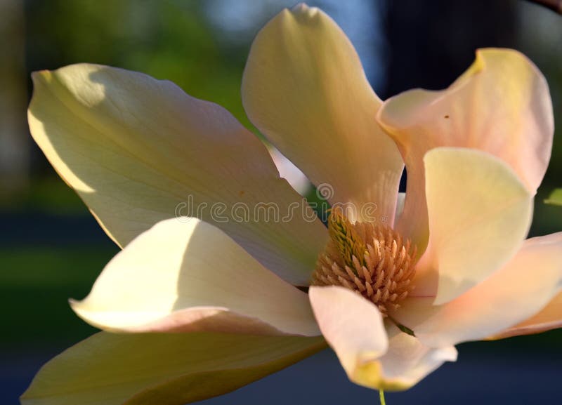 Macro de flamant de magnolia, floraison de fleur de ressort photographie stock Macro de flamant de magnolia, floraison de fleur de ressort photographie stock