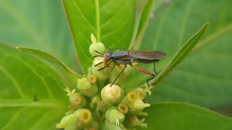 Macro de guêpe jaune noire clips vidéos