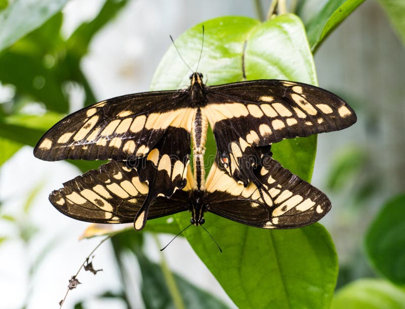 Macro de l'accouplement de papillon de machaon de deux géants image libre de droits Macro de l'accouplement de papillon de machaon de deux géants image libre de droits
