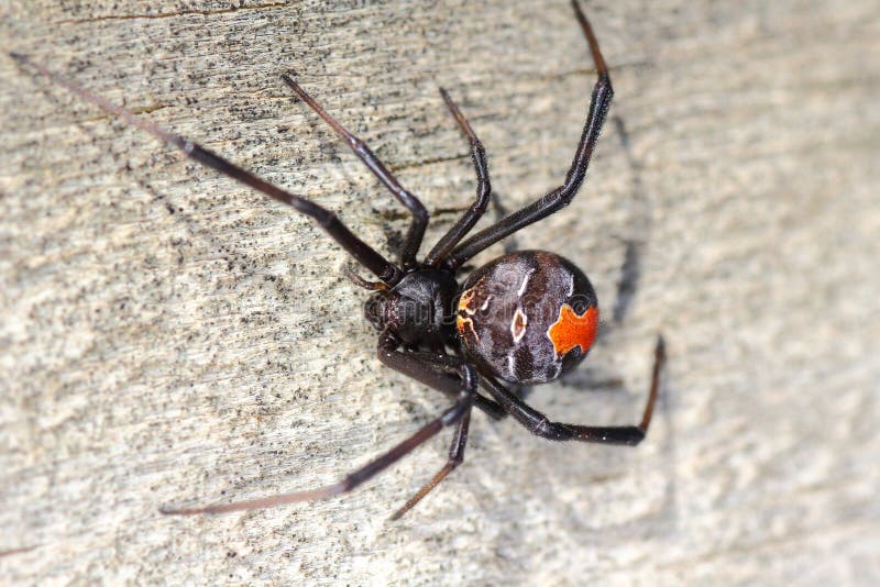 Macro de la araña del Redback imagenes de archivo Macro de la araña del Redback imagenes de archivo