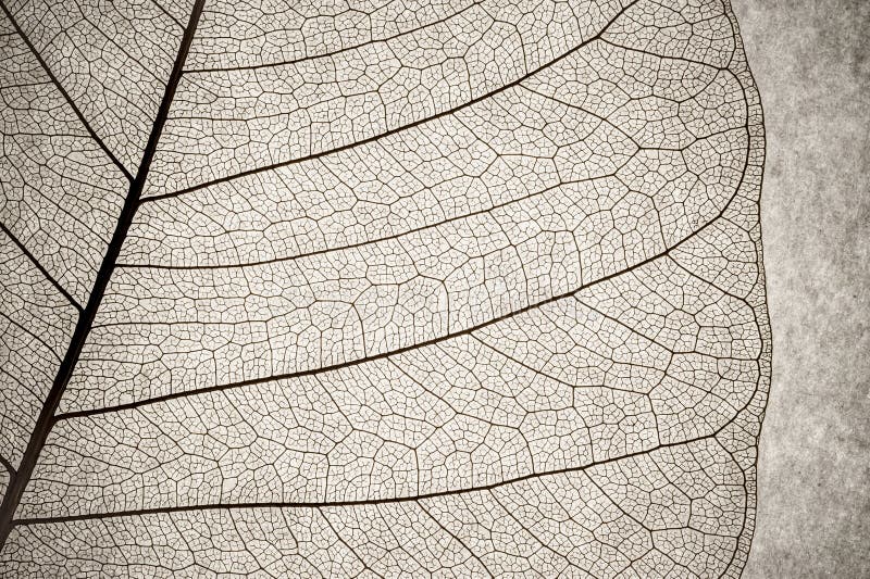 Macro de la célula de la hoja foto de archivo Macro de la célula de la hoja foto de archivo