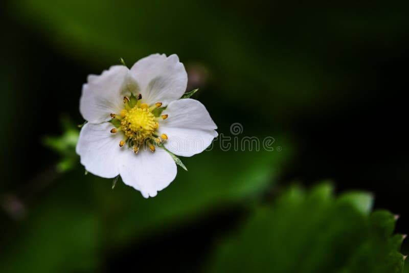 Macro de la flor de la fresa salvaje foto de archivo Macro de la flor de la fresa salvaje foto de archivo