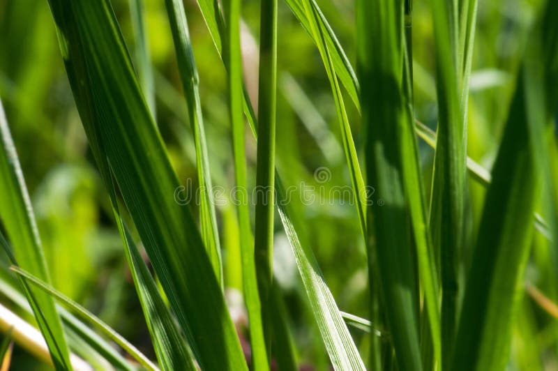 Macro de hierba imagen de archivo