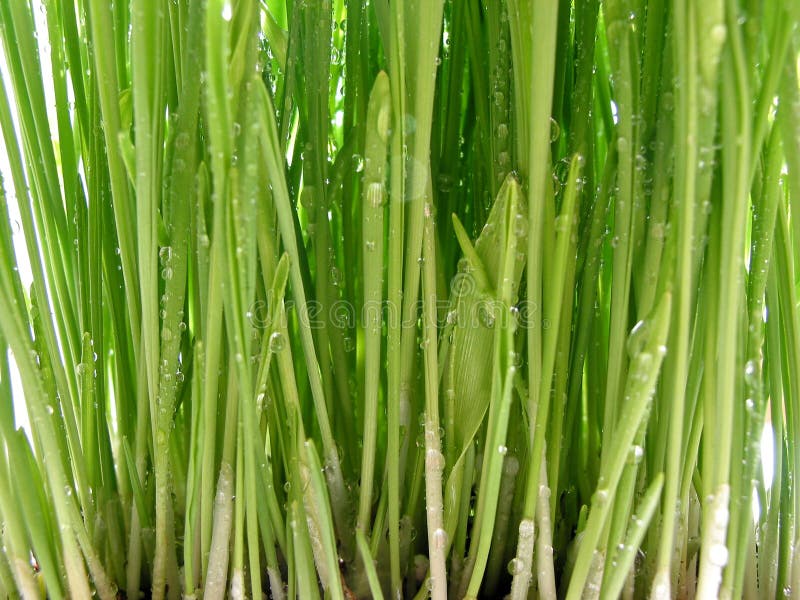Macro de la hierba verde imagenes de archivo