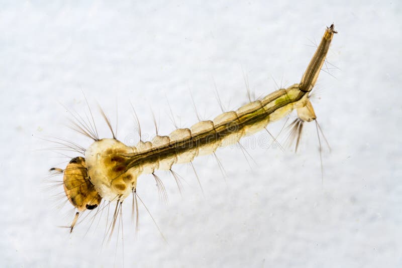 Macro of underwater mosquito larva on plain background. Macro of underwater mosquito larva on plain background