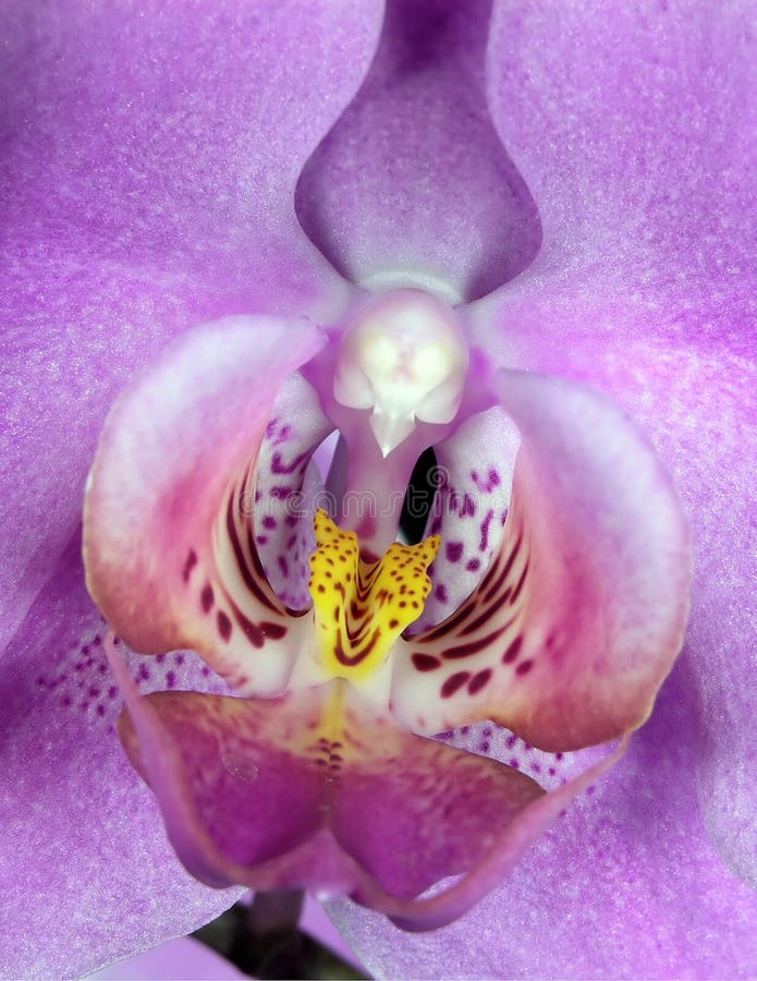 Macro de la orquídea imágenes de archivo libres de regalías Macro de la orquídea imágenes de archivo libres de regalías