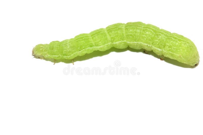 Macro de una oruga verde fotografía de archivo libre de regalías