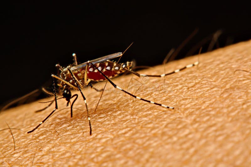 Macro of mosquito Aedes aegypti sucking blood close up on the human skin. Mosquito is carrier of virus. Macro of mosquito Aedes aegypti sucking blood close up on the human skin. Mosquito is carrier of virus.