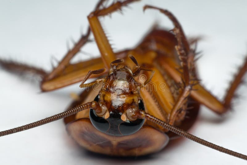 Macro of cockroach insects of the order Blattodea. Cockroach is carrier of Bacteria, Birus, Protozoal infections and Fungus. Macro of cockroach insects of the order Blattodea. Cockroach is carrier of Bacteria, Birus, Protozoal infections and Fungus.