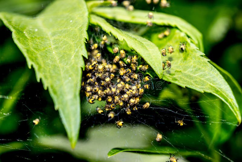 Macro De Nid D Araignees Avec Les Araignees De Jardin De Bebes 2 Photo Stock Image Du Fleur Arthropode Macro De Nid D Araignees Avec Les Araignees De Jardin De Bebes 2 Photo Stock Image Du Fleur Arthropode