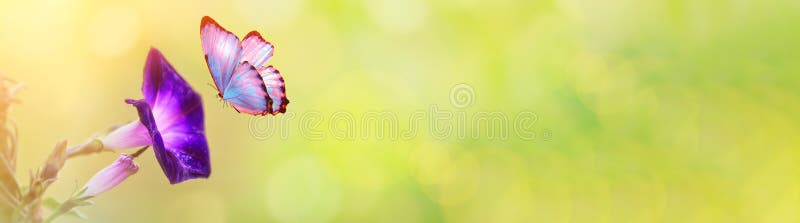 Macro de pétunia dans le domaine de ressort d'été sur le fond de bokeh de ressort avec le soleil et un papillon volant Horizontal image stock