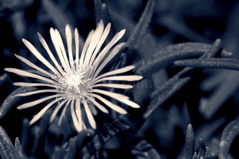Macro de uma flor pequena na conversão artística fotos de stock Macro de uma flor pequena na conversão artística fotos de stock