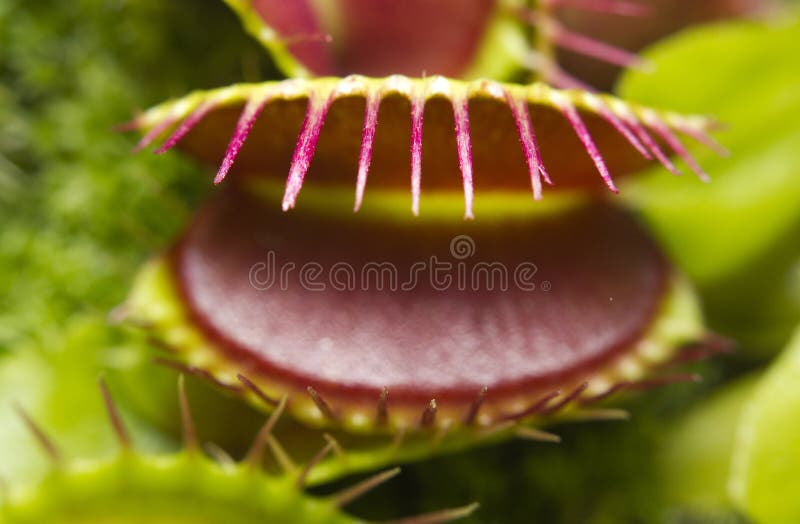 Close-up image of a carnivorous Venus flytrap. Close-up image of a carnivorous Venus flytrap