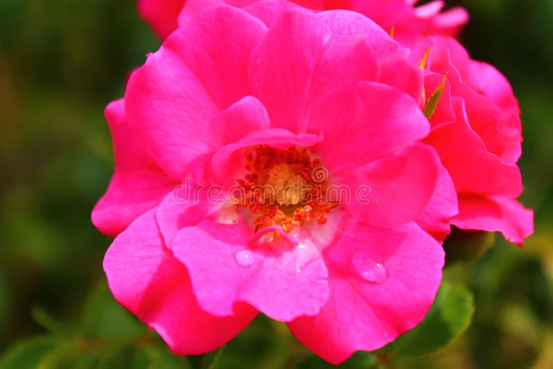 Macro de uma rosa cor-de-rosa forte fotografia de stock Macro de uma rosa cor-de-rosa forte fotografia de stock