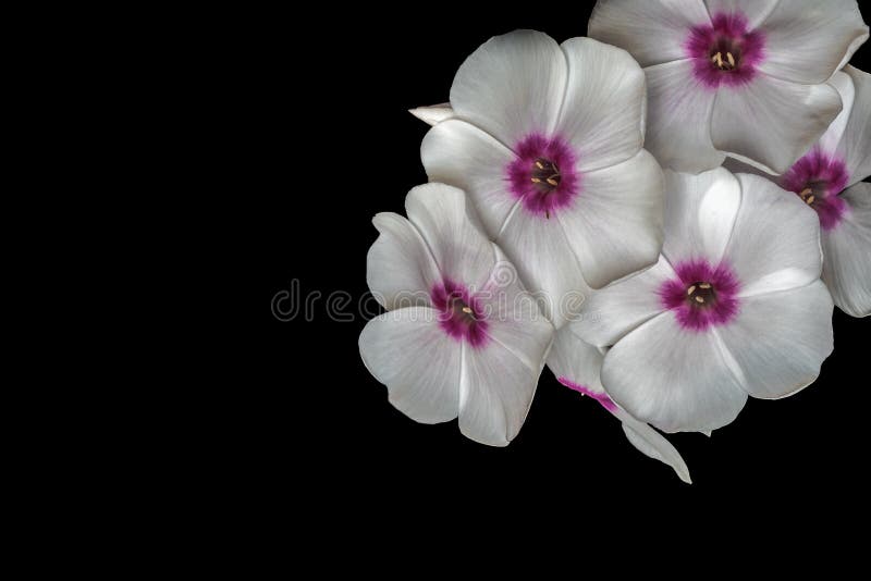 3,816 Flores Blancas Violetas Fotos de stock - Fotos libres de regalías de  Dreamstime
