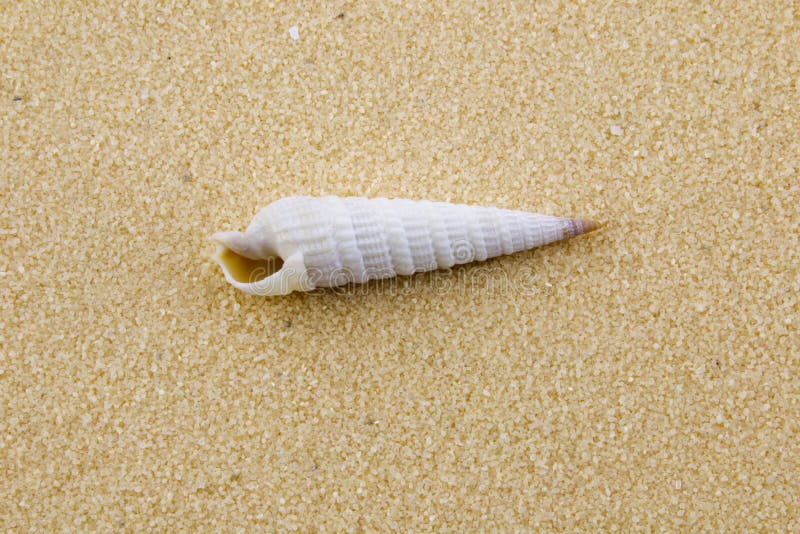 Macro de una concha marina cónica en una playa. Macro de un cónico de la concha marina del taladro en una playa