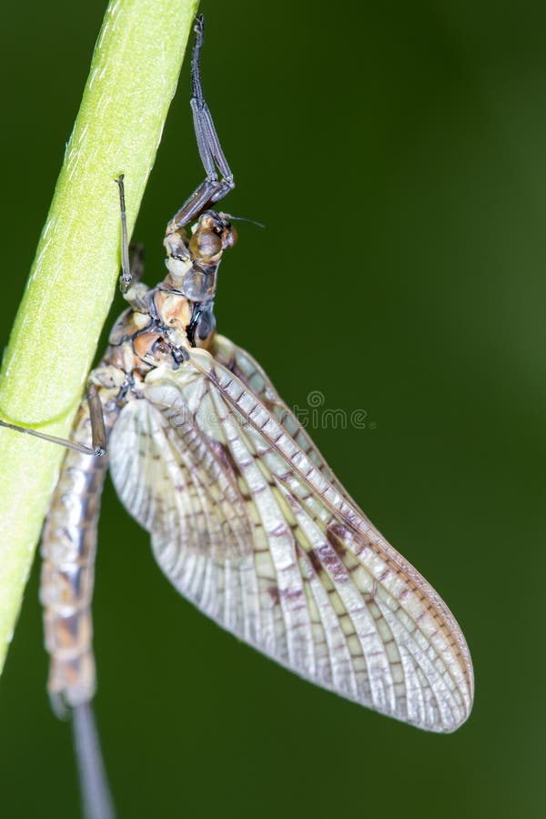 Macro de una efímera o de un Shadfly que se aferra en un tronco imagen de archivo libre de regalías Macro de una efímera o de un Shadfly que se aferra en un tronco imagen de archivo libre de regalías
