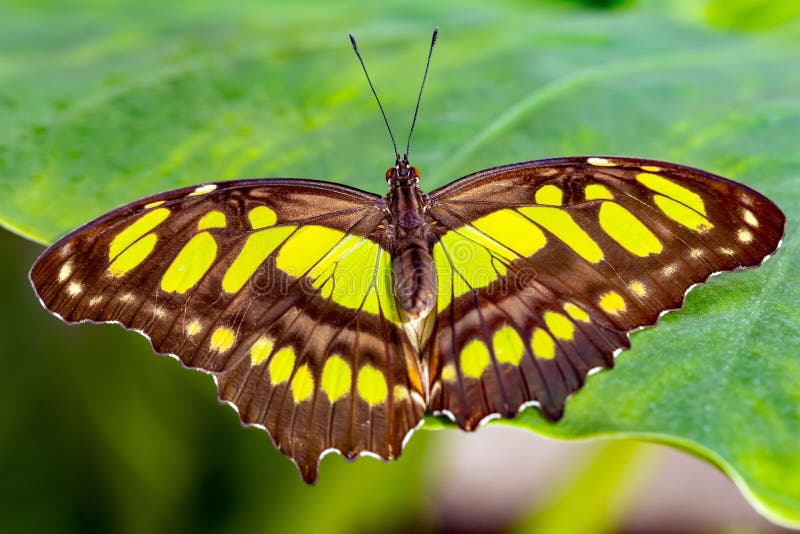 Una macro de una mariposa malaquita
