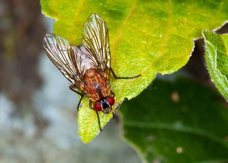 Macro of a brown fly sitting on a green leaf. Macro of a brown fly sitting on a green leaf