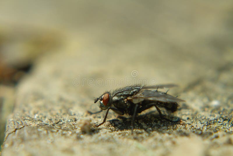 Macro de una mosca sentada en un lugar de madera cubierto de arena