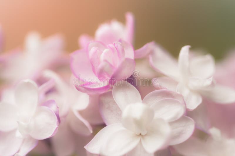 Macro dei fiori dei petali della primavera lilla