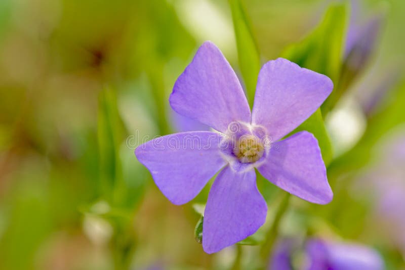 Macro del fiore comune porpora della vinca immagini stock