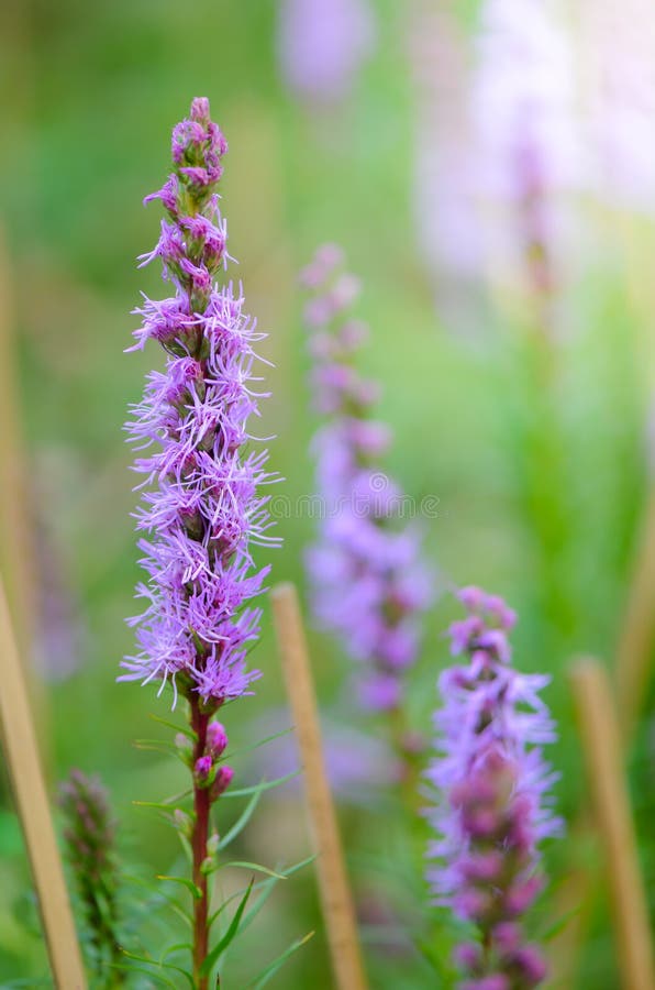 Macro del fiore del liatris immagini stock libere da diritti Macro del fiore del liatris immagini stock libere da diritti
