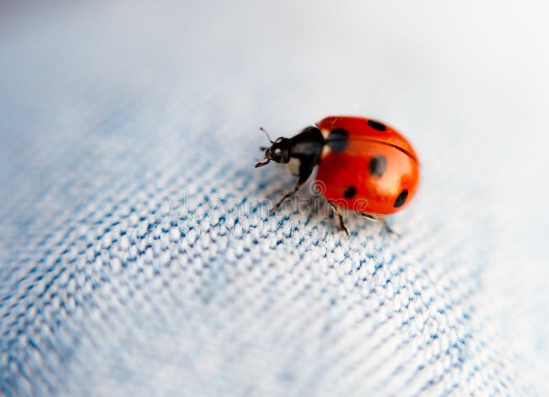 Macro del Ladybug