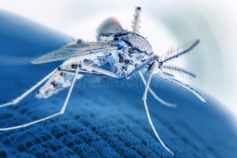 Macro of mosquito (Aedes aegypti) sucking blood close up on the human skin. Mosquito is carrier of Malaria, Encephalitis, Dengue and Zika virus. Macro of mosquito (Aedes aegypti) sucking blood close up on the human skin. Mosquito is carrier of Malaria, Encephalitis, Dengue and Zika virus