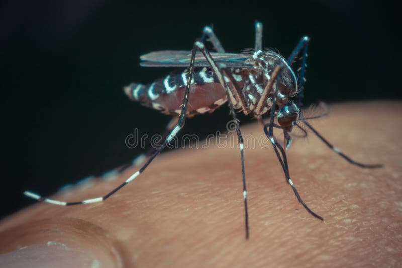 Macro of mosquito (Aedes aegypti) sucking blood close up on the human skin. Mosquito is carrier of Malaria, Encephalitis, Dengue and Zika virus , process in vintage style. Macro of mosquito (Aedes aegypti) sucking blood close up on the human skin. Mosquito is carrier of Malaria, Encephalitis, Dengue and Zika virus , process in vintage style